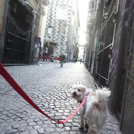 Akasa Di Flock Napoli